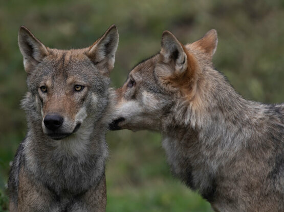 wolven-koppel