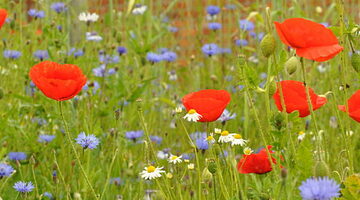 Tuinrangers in Laakdal