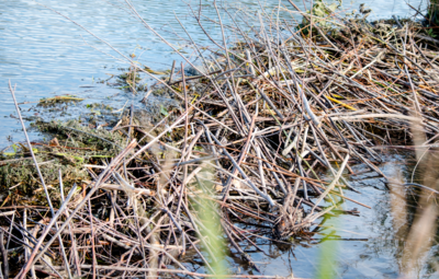 Beverdam op de Varendonkse Beek