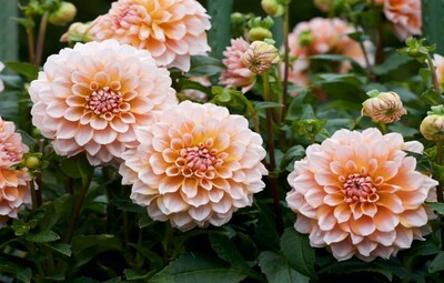 Dementievriendelijke Gemeente: plantjesverkoop en acties tegen eenzaamheid