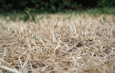 Droogte in de Kempen: klimaatbestendig bouwen
