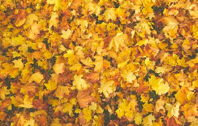 Herfstwandeling Forum Senioren
