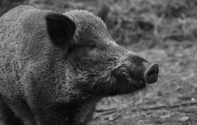 Everzwijnsporen gespot in Veerle-Heide