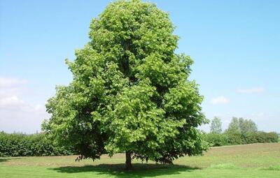 Nieuwe plantenlijst voor klimaatpremies!